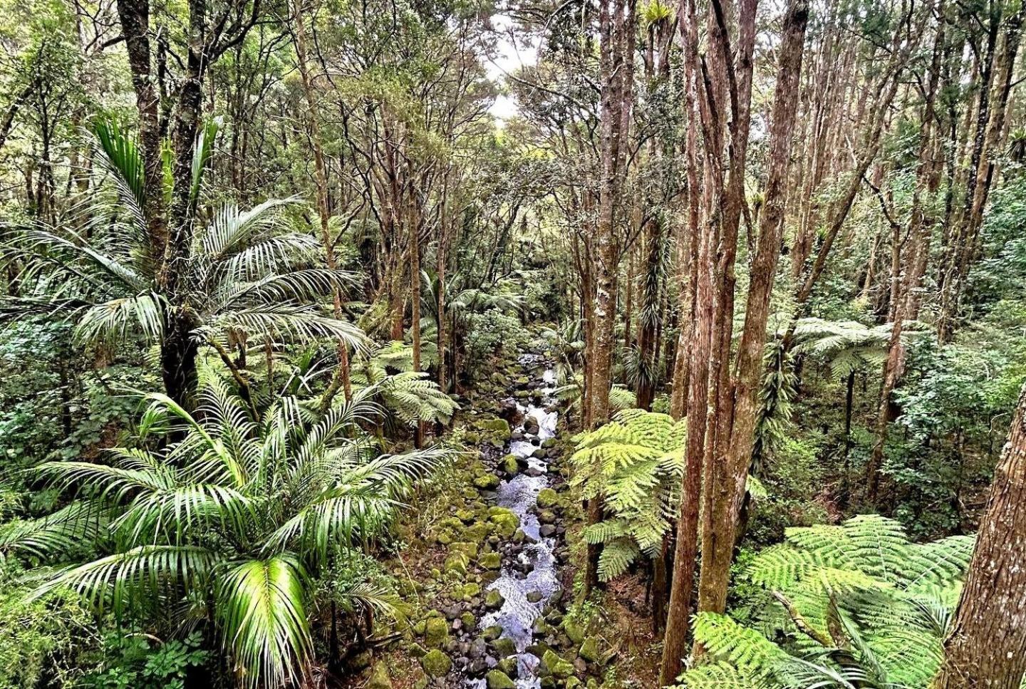 Bk'S Pohutukawa Lodge Whangarei Dış mekan fotoğraf